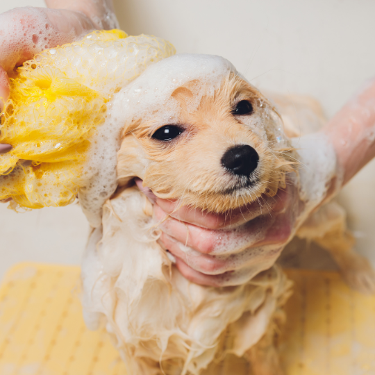 What is the best natural shampoo for my puppy?